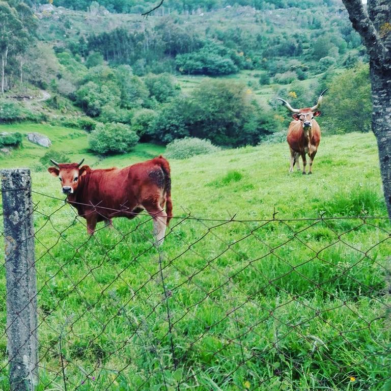 Affittacamere Casas Da Li Arcos de Valdevez Esterno foto
